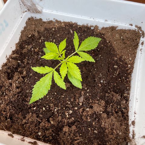 LSD-25 growlog timeline photo