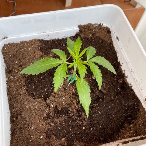 Green Posion XL Auto growlog timeline photo