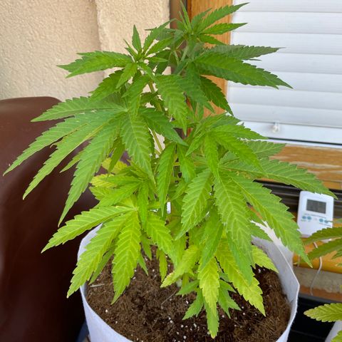Sugar Black Rose 2 growlog timeline photo