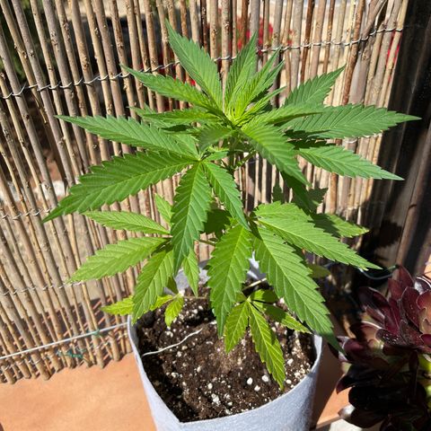 Tropicanna Poison 3 growlog timeline photo
