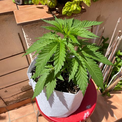 Sweet Skunk F1 Fast Version growlog timeline photo