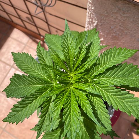 Sweet Skunk F1 Fast Version growlog timeline photo