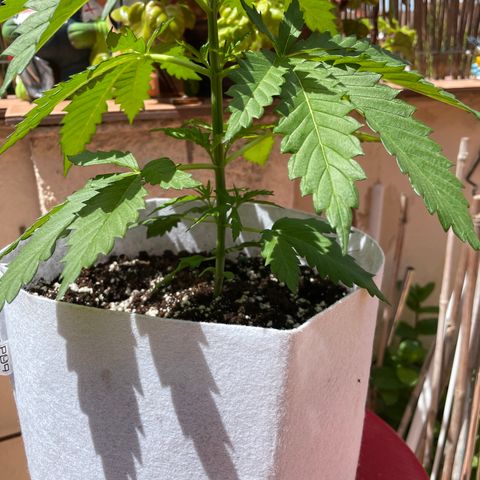 Sweet Skunk F1 Fast Version growlog timeline photo