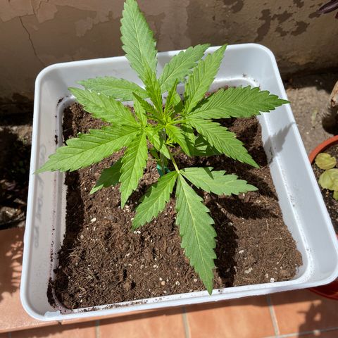 Green Posion XL Auto growlog timeline photo