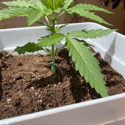 Green Posion XL Auto growlog timeline photo