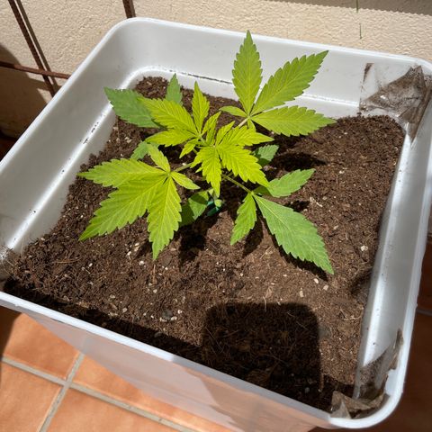 LSD-25 growlog timeline photo