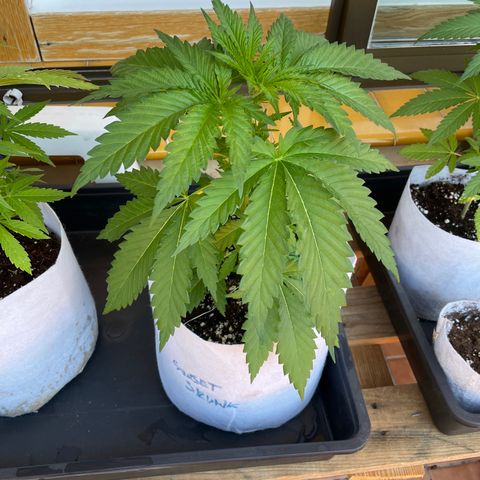 Sweet Skunk F1 Fast Version growlog timeline photo