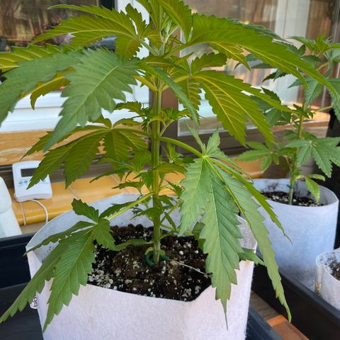Sweet Skunk F1 Fast Version growlog timeline photo