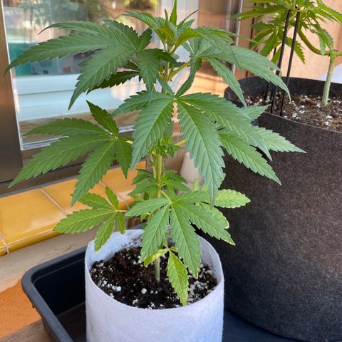 Tropicanna Poison 3 growlog timeline photo