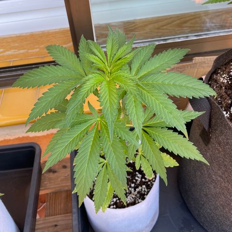 Tropicanna Poison 3 growlog timeline photo