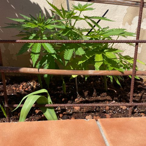 Sugar Black Rose 2 growlog timeline photo