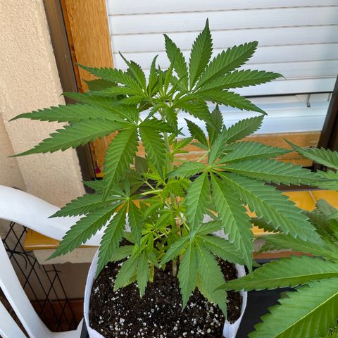 Tropicanna Poison 3 growlog timeline photo