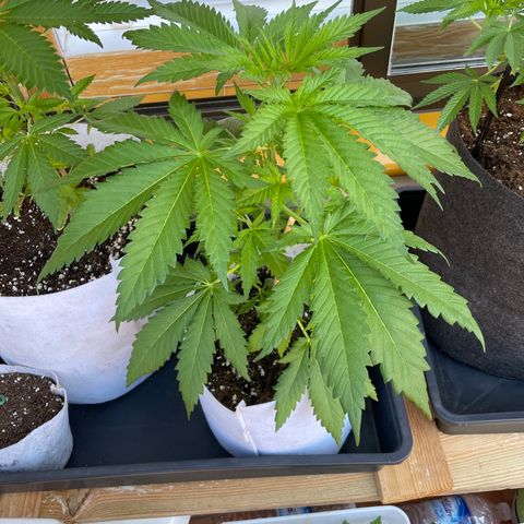 Sweet Skunk F1 Fast Version growlog timeline photo