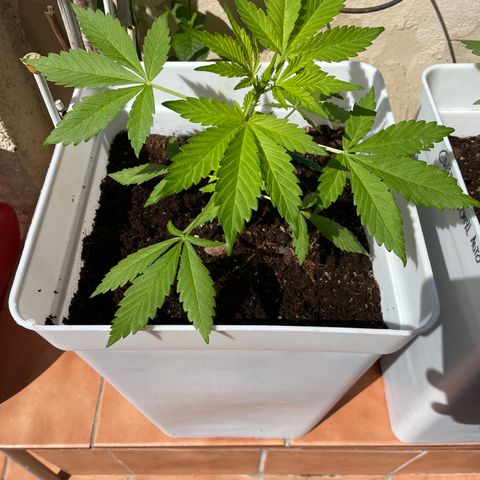 LSD-25 growlog timeline photo
