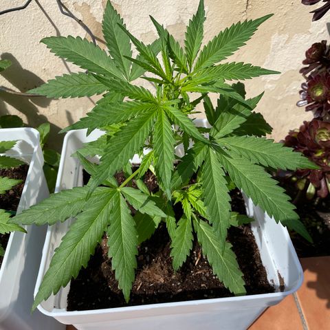 Green Posion XL Auto growlog timeline photo