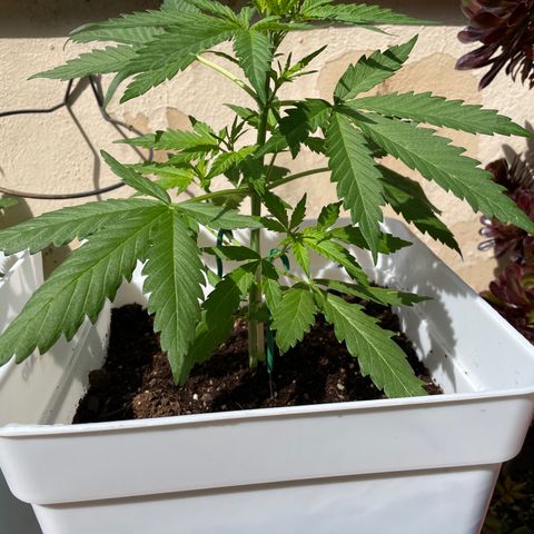 Green Posion XL Auto growlog timeline photo