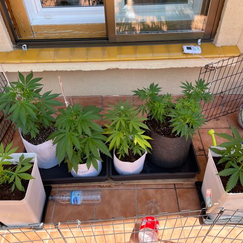 Tropicanna Poison 3 growlog timeline photo