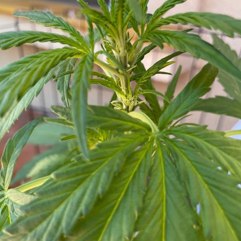 Green Posion XL Auto growlog timeline photo