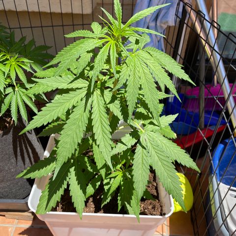 Green Posion XL Auto growlog timeline photo
