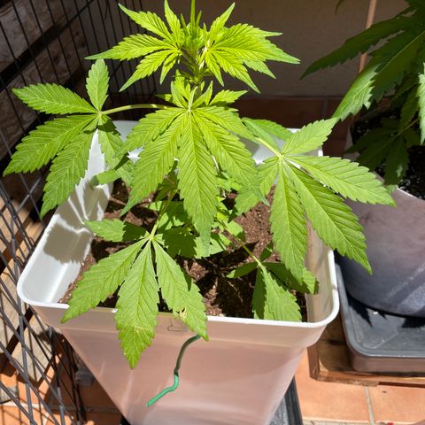 LSD-25 growlog timeline photo