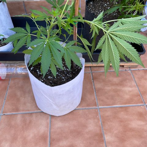 Tropicanna Poison 3 growlog timeline photo