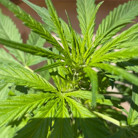 Green Posion XL Auto growlog timeline photo