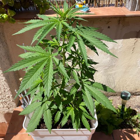 Green Posion XL Auto growlog timeline photo