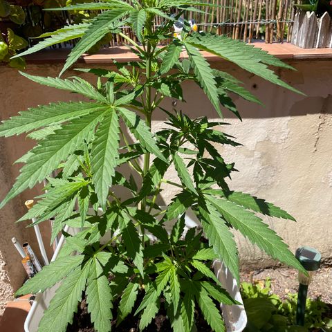 Green Posion XL Auto growlog timeline photo