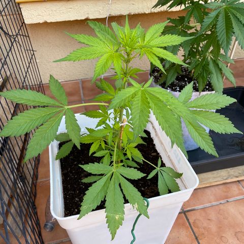 LSD-25 growlog timeline photo