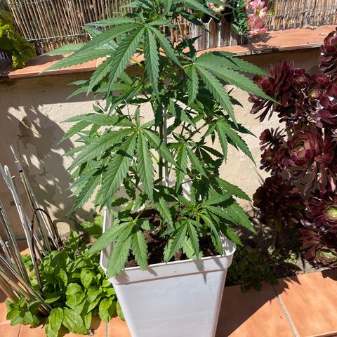 Green Posion XL Auto growlog timeline photo