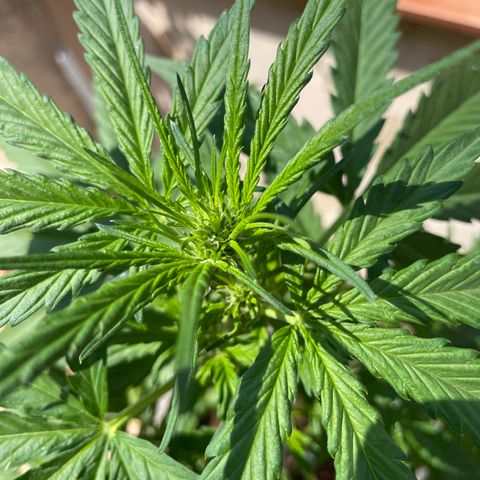 Green Posion XL Auto growlog timeline photo