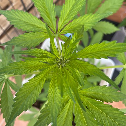 LSD-25 growlog timeline photo