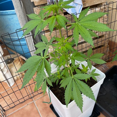 LSD-25 growlog timeline photo