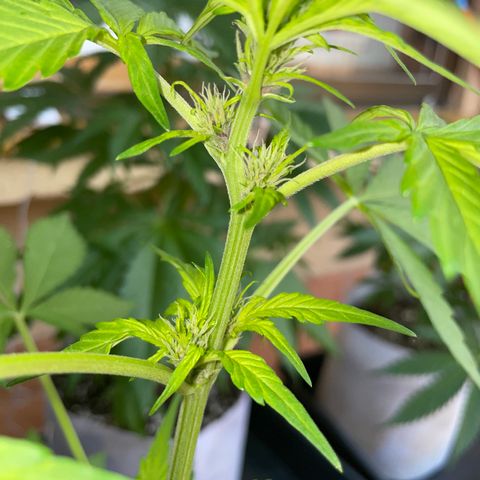 LSD-25 growlog timeline photo