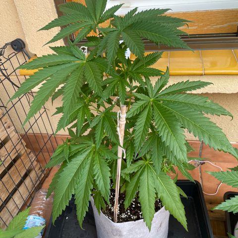 Sweet Skunk F1 Fast Version growlog timeline photo
