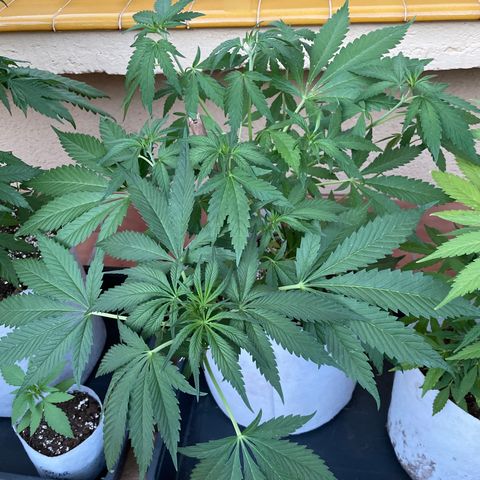 Tropicanna Poison 3 growlog timeline photo