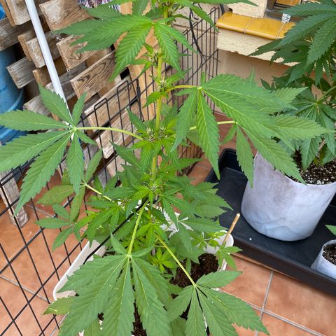 LSD-25 growlog timeline photo