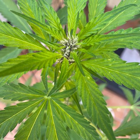 LSD-25 growlog timeline photo