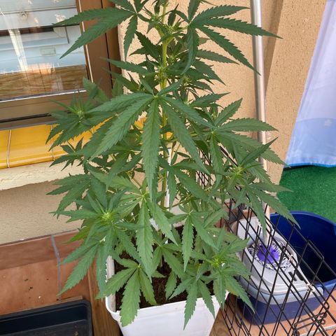 Green Posion XL Auto growlog timeline photo