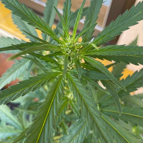 Green Posion XL Auto growlog timeline photo