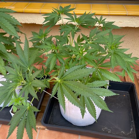 Tropicanna Poison 3 growlog timeline photo