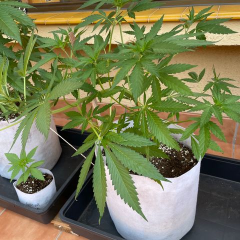 Tropicanna Poison 3 growlog timeline photo