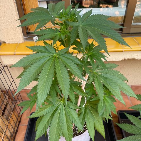Sweet Skunk F1 Fast Version growlog timeline photo