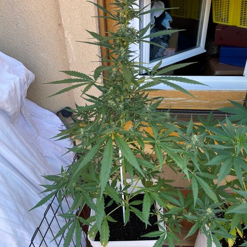 Green Posion XL Auto growlog timeline photo