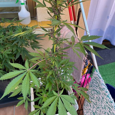 LSD-25 growlog timeline photo