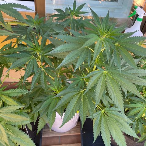 Tropicanna Poison 3 growlog timeline photo