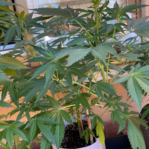 Tropicanna Poison 3 growlog timeline photo