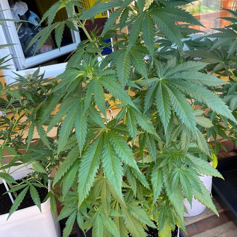 Sweet Skunk F1 Fast Version growlog timeline photo