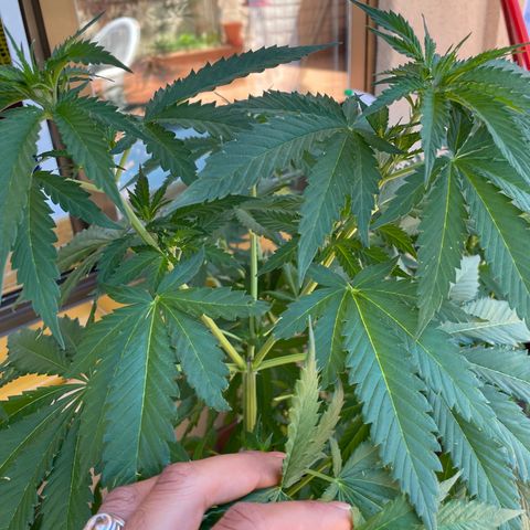 Sweet Skunk F1 Fast Version growlog timeline photo