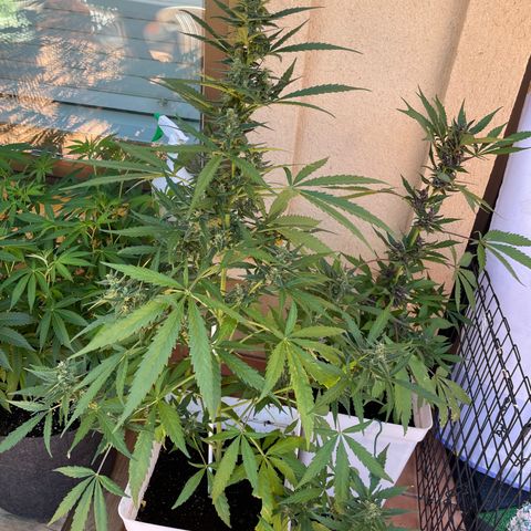 Green Posion XL Auto growlog timeline photo